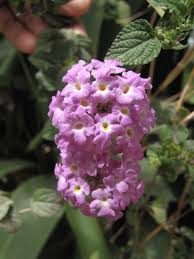 Check spelling or type a new query. Bonsai Lantana Liar Aneka Bonsai