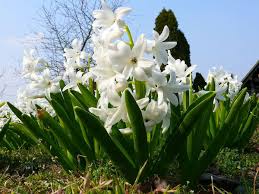 Please note for many of these flowers there are a multitude of different species within the given genus. Common Fragrant Plants Of India Boldsky Com