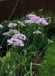 Allium Roseum Plants Allium Garden