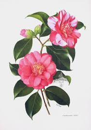 Paul Jones Camellia Prints Flower Painting Botanical Drawings Botanical Prints
