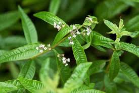 4.5 out of 5 stars 74. 83 Lemon Verbena Ideas Lemon Verbena Verbena Lemon