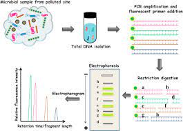 Electrophoresis is then used to separate the strands according to their length. Terminal Restriction Fragment Length Polymorphism An Overview Sciencedirect Topics