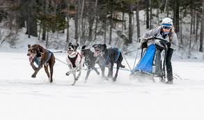 Nov 01, 2017 · a sled dog's speed depends on a variety of factors, including weather, the planned travel distance and the condition of the trail. Born To Run Sprint Sled Dog Racing Is Fast And Furry Ous Sports Illustrated