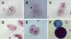 Image result for Eriochrysis