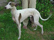 Rampur Greyhound Information & Dog Breed Facts | Dogell