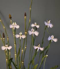 Image result for Habenaria humilior