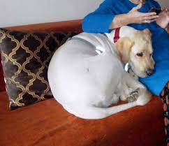 Maybe you would like to learn more about one of these? Adoption Of Dogs Free Mumbai Home Facebook