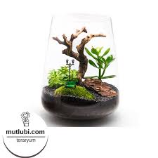 pin by chuck on chuck k in 2021 fairy garden terrarium plants
