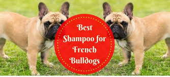 For example, do dogs really need their very own dog shampoo? Best Shampoo For French Bulldogs French Bulldog Best Shampoos Bulldog