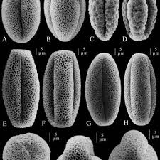 Image result for Anisosepalum alboviolaceum