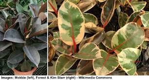 Rubber plant's (ficus elastica) common name does not imply that it is pliable. Rubber Tree Plant Care Growing Rubber Fig Ficus Elastica