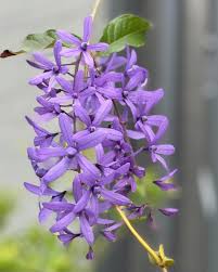 Image result for Petrea volubilis