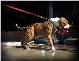 Chiều cao, cân nặng của giống chó này thuộc loại trung bình. Ngáº¯m Nhin CÆ¡ Báº¯p Pit Bull Vplc Lien Káº¿t Ä'am Me