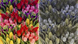 • what color do color vision deficient people dream in? Uw Scientists Biotech Firm May Have Cure For Colorblindness The Seattle Times