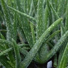 Aloe Vera Bakimi Nasil Yapilir Moda Sitesi