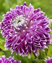 Dinnerplate Dahlia Vancouver Flores Exoticas Dalias Flores Preciosas