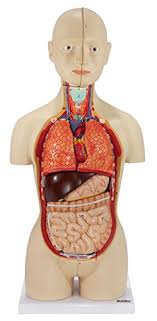 Be the first to review this product. Axis Scientific Human Body Model 17 Inch Mini Human Torso Model Has 16 Removable Parts