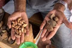 Where do Aldi cashews come from?