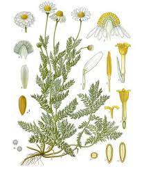 Your cart is currently empty. Richard Whelan Medical Herbalist Chamomile