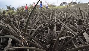 There were 70 confirmed eruptions at some point during 2020 from 66 different volcanoes; Taal Volcano Eruption S Damage To Agriculture Reaches P3 06b Philstar Com