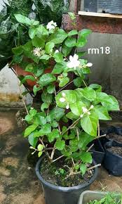 Bunga melur atau nama saintifiknya jasminum sambac terdiri dari pelbagai variaties namun yang paling biasa dijumpai di negara kita adalah 3 jenis utama iaitu duke of tuscany. Bunga Melur Home Furniture Gardening On Carousell