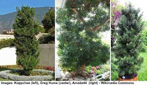 Although a fern pine is a tree that can grow 30 to 50 feet. Podocarpus Plant How To Grow For Podocarpus Hedge Or Tree