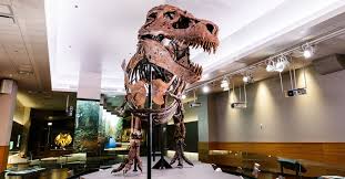 Meet Sue The T Rex At The Open Denver Museum Of Nature Science Nerd Alert News