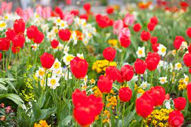 Some of the links in. A Bed Of Flowers With Lots Of Tulips Focus On Foreground Stock Photo Picture And Royalty Free Image Image 85366944