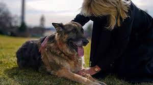 The breed's life expectancy is 12 to 14 years, according to the american kennel club. 0co1qcghltwj2m