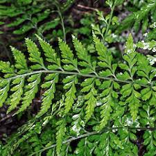 Image result for Asplenium lambinonii