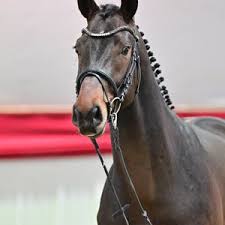 Equitation 15-17 3'3"