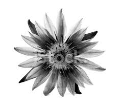 Image result for lotus against white background