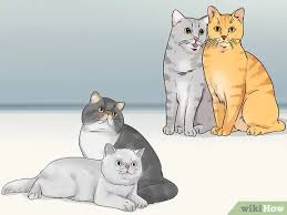 Select your favorite cat breeds, find your favorite kitty then contact the seller. 5 Ways To Choose Between Purebred And Mixed Breed Cats Wikihow Pet