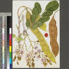 Image result for Pericopsis