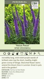 Veronica 'Hocus Pocus' shipped from Grower to your door