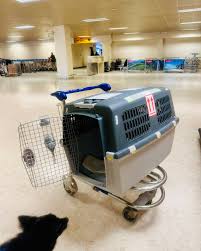 PetExpress.LK | Pet Relocation (@petexpresssrilanka) · Katunayaka