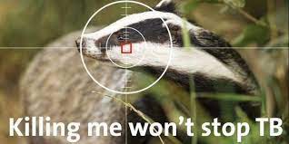 Petitie End The Badger Cull Now Green Party Animal Magic Woodland Creatures