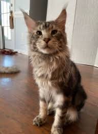 Lost Cat Black And Silver Maine Coon Cat Pets Thepilot Com