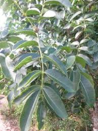 Image result for Zanthoxylum chalybeum