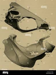 The Biological bulletin. Biology; Zoology; Marine biology. 212 EDWIN CHAPIN  STARKS. posed between the vomer and the nasal bones. Posteriorly it is  continued backwards as a cartilaginous plate separating the pre-