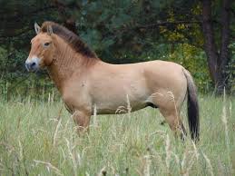 Le Mystere Des Chevaux Sauvages De Tchernobyl Le cheval sauvage du dessin court pour ne pas être rattrapé par les autres chevaux. chevaux sauvages de tchernobyl