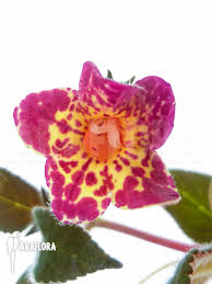 Image result for Microcoelia koehleri