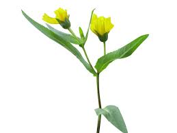 Image result for Guizotia scabra