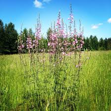 Wildflowers Minto Brown Park Salem Oregon With Images Minto