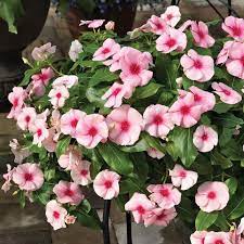 We did not find results for: Jual Tanaman Hias Vinca Gantung Bunga Pink Import Berkualitas