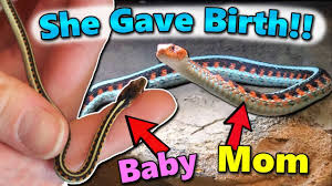 That is the problem with common names herpetologists refer to baby snakes as neonates. We Got Baby Red Sided Garter Snakes Youtube