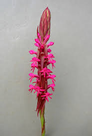 Image result for Satyrium macrophyllum