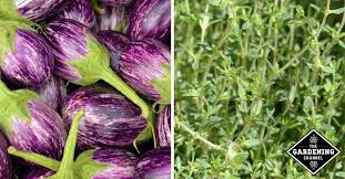 Apple tree companion plants are a great way to maximize harvest, make use of space underneath your apple tree, and increase biodiversity in the soil and understory of your apple tree. Companion Planting Guide Fruits And Vegetables That Grow Well Together Gardening Channel