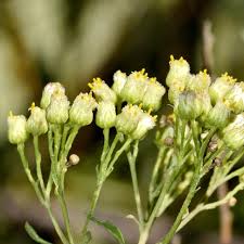 Image result for Nidorella ivifolia