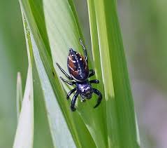 See full list on jumpingspider.net A Jumping Spider S Story Family Salticidae Field Station